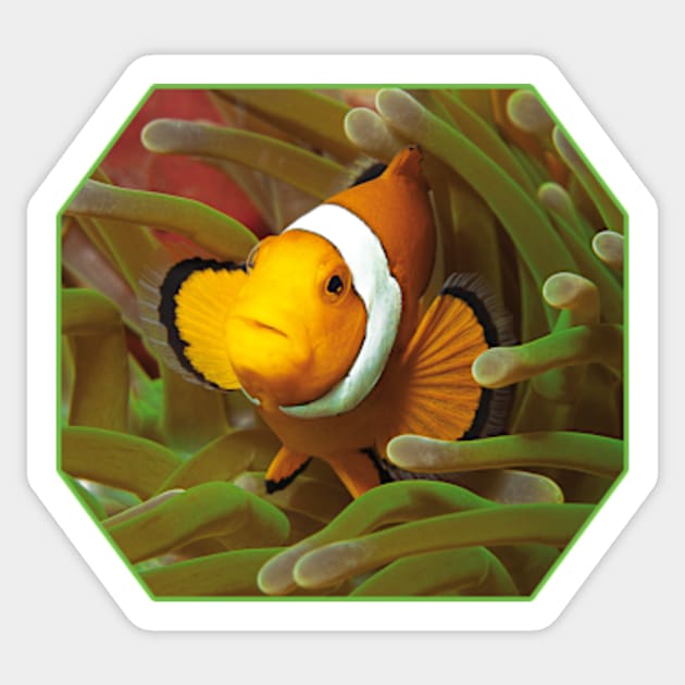 Anemone fish | I'm living here! | Sticker by Ute-Niemann